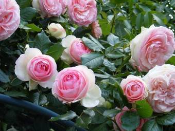 Bed & Breakfast Chambres D'h�tes Vignes Et Loire