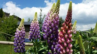 Albergue Xalet Refugi Pere Carn�