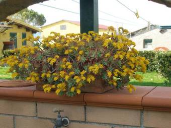 Agroturismo Agriturismo Albarosa