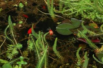 Hostal Otterstown House