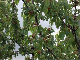 Agroturismo Casa Rural Rincones De Cuacos