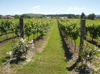 Hotel Margrain Vineyard Villas