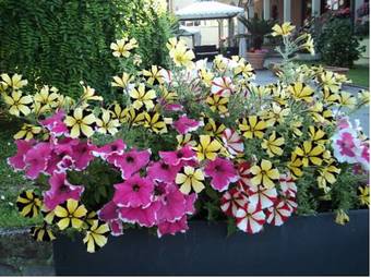 Hotel Ristorante Gallo D'oro