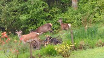 Bed & Breakfast Ben Bheula