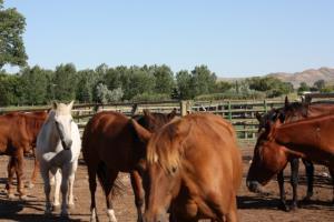 Hotel Ranch At U Cross A5033