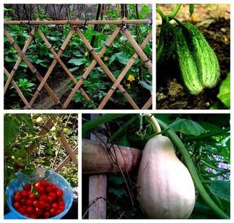 Agroturismo Forest Inn