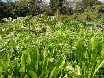 Posada Pension Asahi