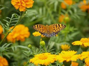 Hailuogou Friendship B&B