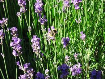 Hotel Minotel Waldhaus - Huldi