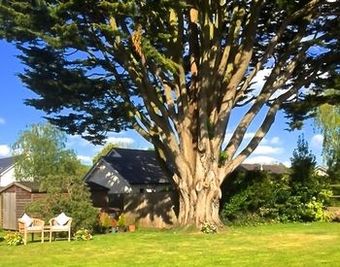 Bed & Breakfast The White Cottage