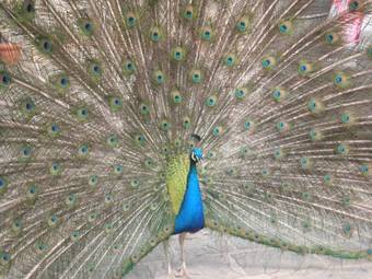 Agroturismo Agriturismo Castello Di Querceto