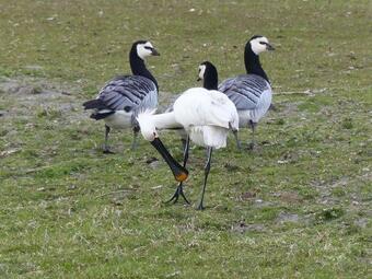 Bed & Breakfast De Groote Medwert