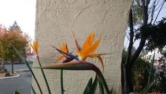 Hotel Best Western Inn Rohnert Park