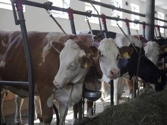 Apartamento Ferienbauernhof Rosenberger