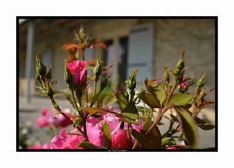 Bed & Breakfast Le Jaccaranda