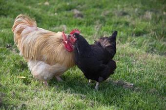 Agroturismo Oakerthorpe Holiday Village