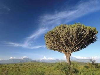 Sarova Salt Lick Game Lodge
