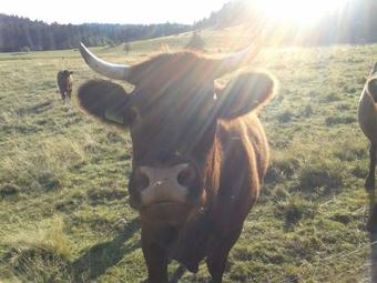 Hostal Haus Tannenhof