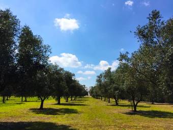 Masseria Bosco Mazza