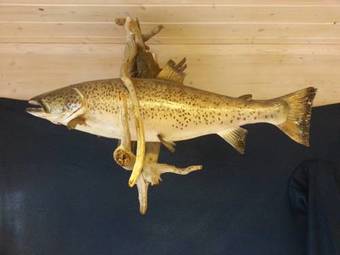 Garvikstrondi Camping