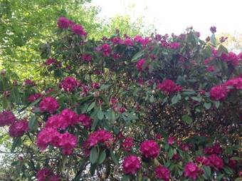 Bed & Breakfast Cruachan House