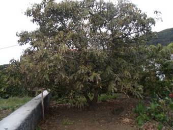 Apartamento Tropical Fruit Garden