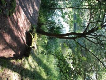 Apartamento Ferienwohnung Hutzwiese