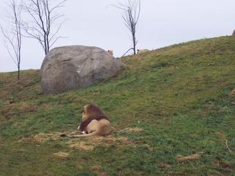Hotel, Restaurant, Grand Caf� Het Wapen Van Aelden