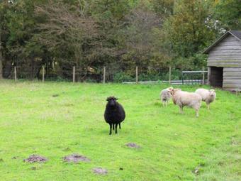 Luxurious Mansion In Callantsoog With Sauna