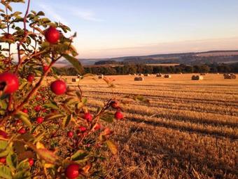 Agroturismo Eastwood Cottage