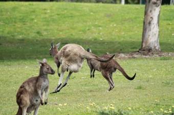Walpole Wilderness Resort
