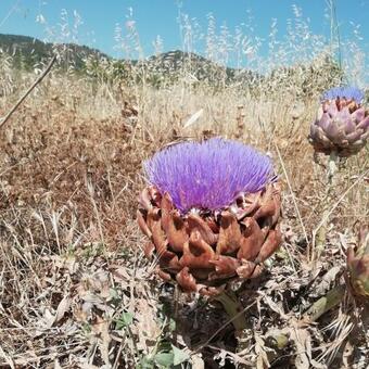 Agroturismo Mas D'en Ferran