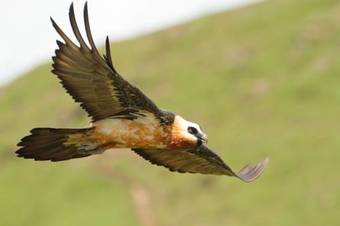 Witsieshoek Mountain Lodge