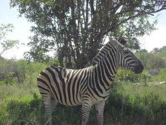 Protea Hotel By Marriott Kruger Gate