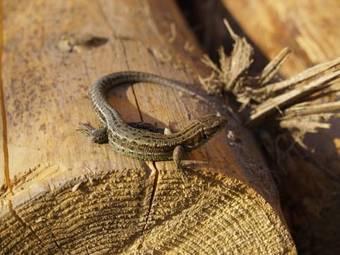 Agroturismo Turistick� Ubytov?a Pod Kr�?ovou Ho?ou