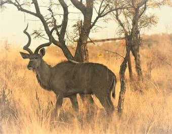 Thorn Tree Bush Camp