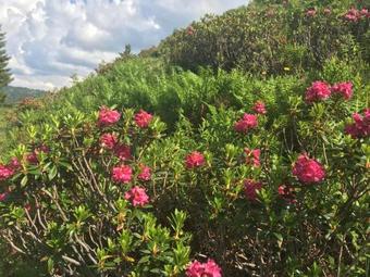 Apartamento Ferienwohnung & Spa Renate