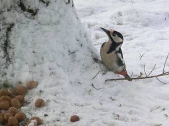 Apartamento G�stehaus Struggl