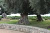 Agroturismo Castello Crisilio