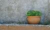 Corfu Town Garden Cottage