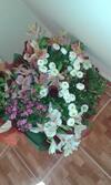 Bed & Breakfast Guest House Orzu