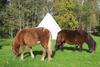Agroturismo Soesauna Farmstay