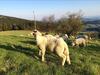 Bed & Breakfast Sowia Dolina- G�ry Sowie