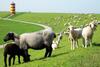 Hostal Hotel Ostfriesland Garni