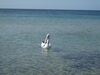 Gilligan's Kangaroo Island