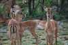 Thula Private Lodge