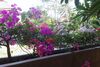 6 Bedroom Twin Villas On Beach Front Resort 11/12