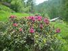 Bed & Breakfast Barba Bertu