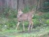 Lyme Tree House Bed And Breakfast