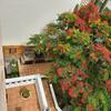 Albergue Corralejo Garden&relax